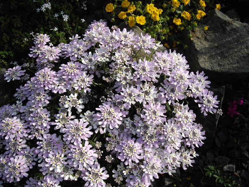 Iberis taurica photo